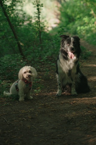 Siri / Gawr — Border Collie i Maltańczyk, stali goście Yauhena, Warszawa
